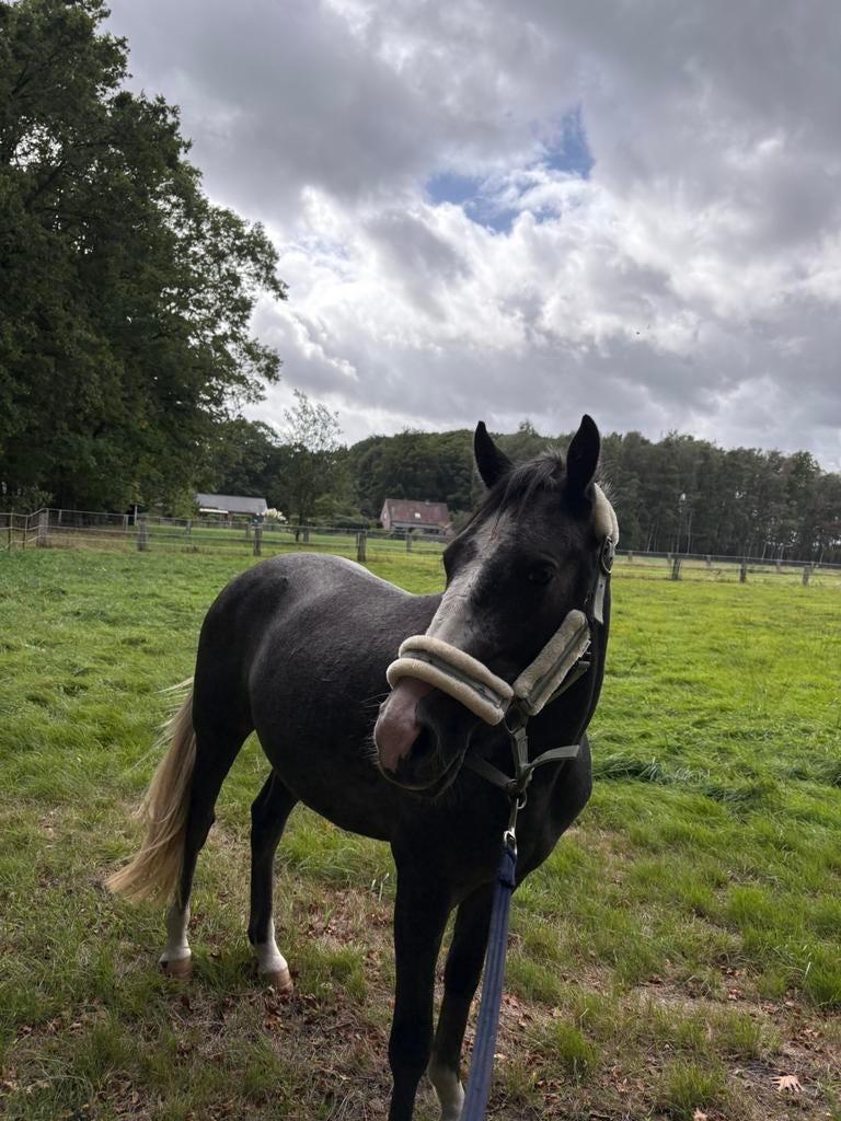 Super leuke pony zoekt spoedig een nieuwe thuis, Dieren en Toebehoren, Ruin
