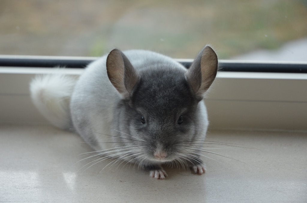 chinchilla jonge vrouwtjes direct beschikbaar, Dieren en Toebehoren, Knaagdieren, Chinchilla, Juni, Vrouwelijk, Tam