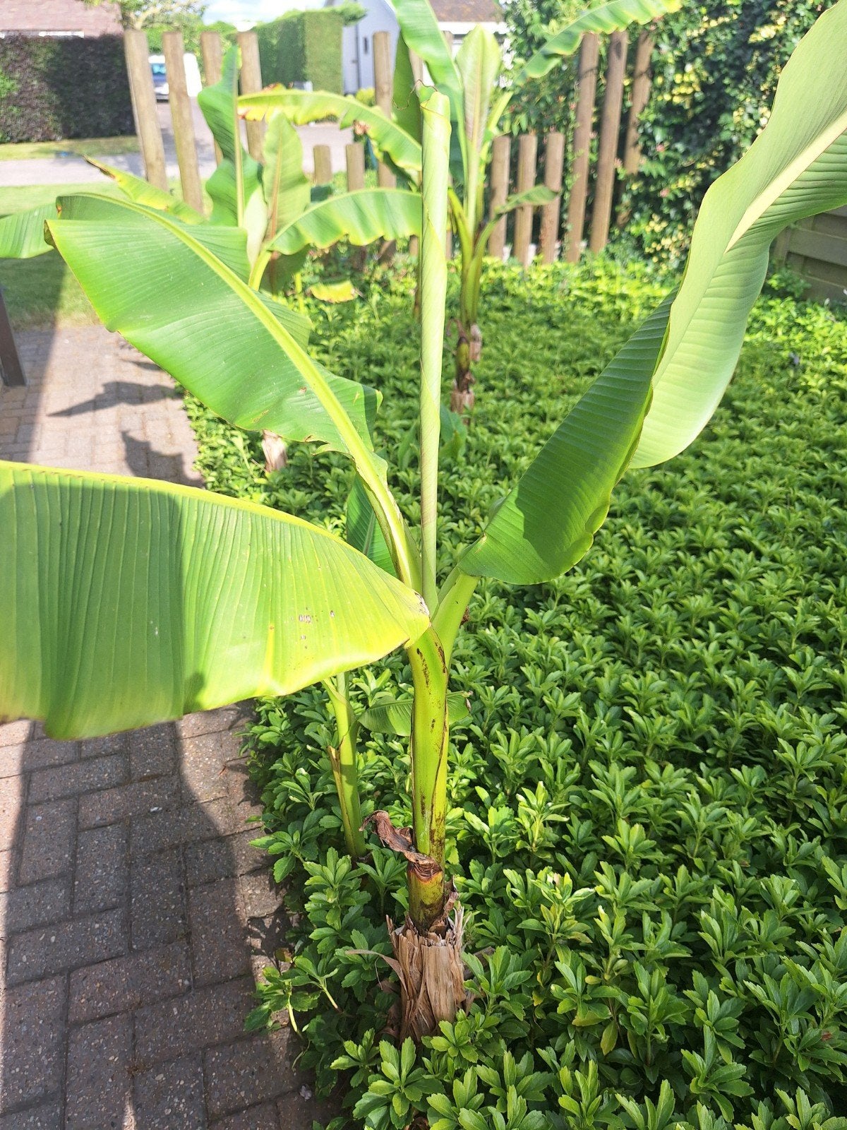 Bananeplanten Musa basjoo, Tuin en Terras, Ophalen