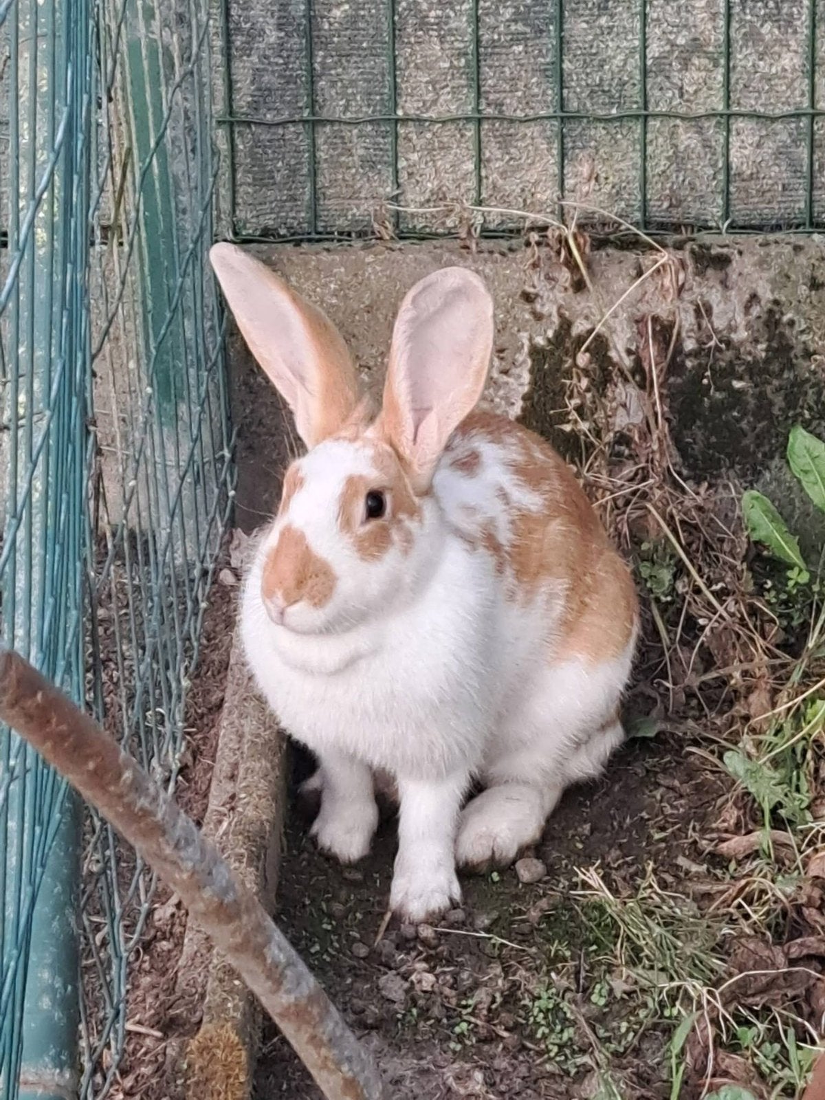 Vlaanse reus moer, Dieren en Toebehoren, Vrouwelijk, Groot, 0 tot 2 jaar