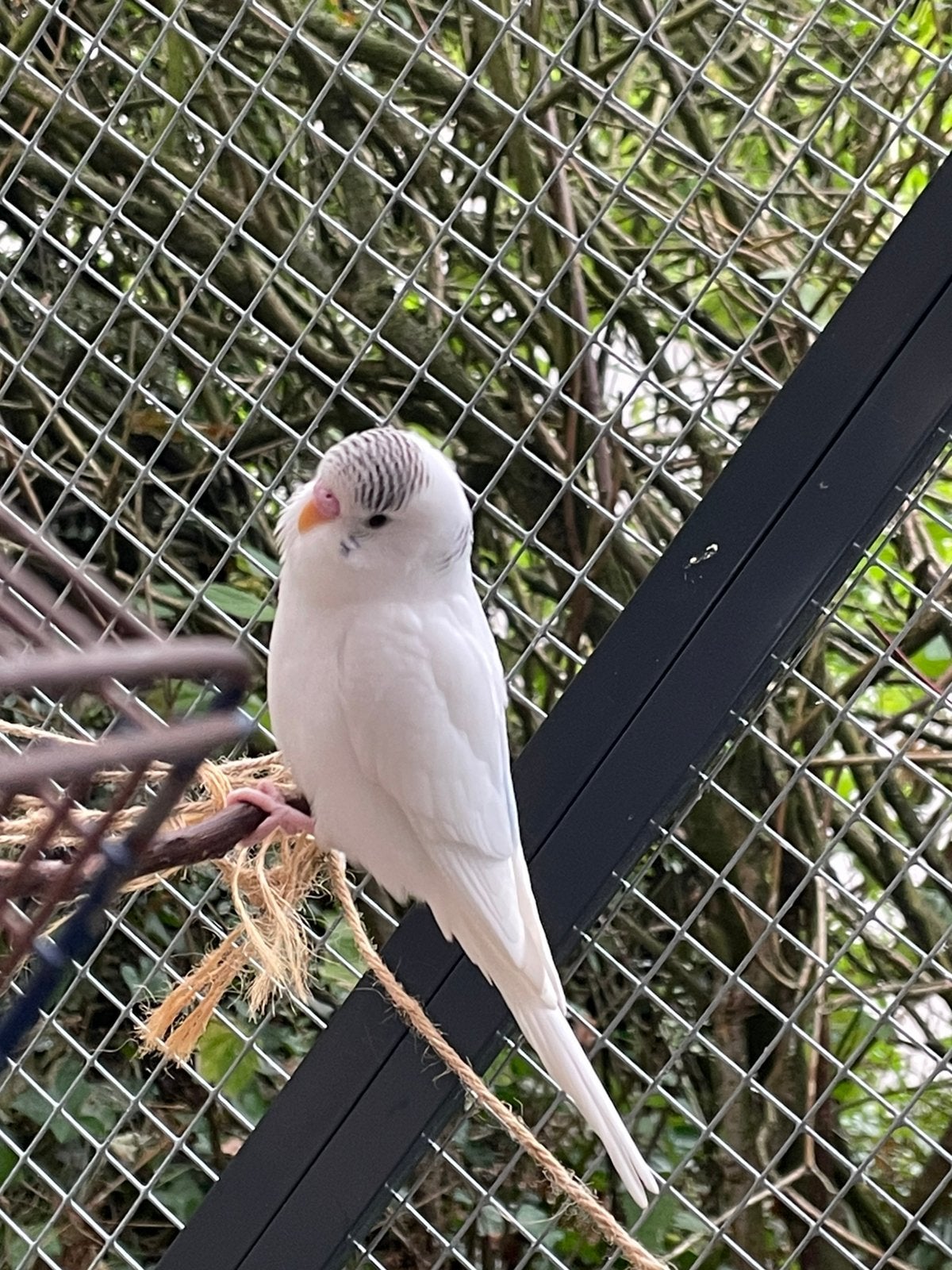 Mooie witte grasparkiet, Sexe inconnu, Perruche