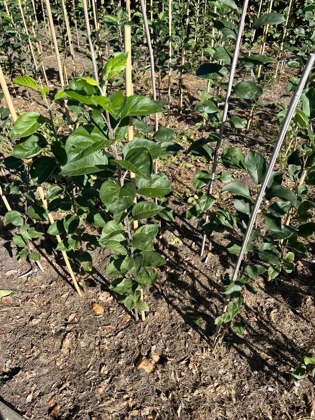 Deal! Fruitbomen te koop, Jardin & Terrasse, Enlèvement ou Envoi, Moins de 100 cm, Pommier, Printemps