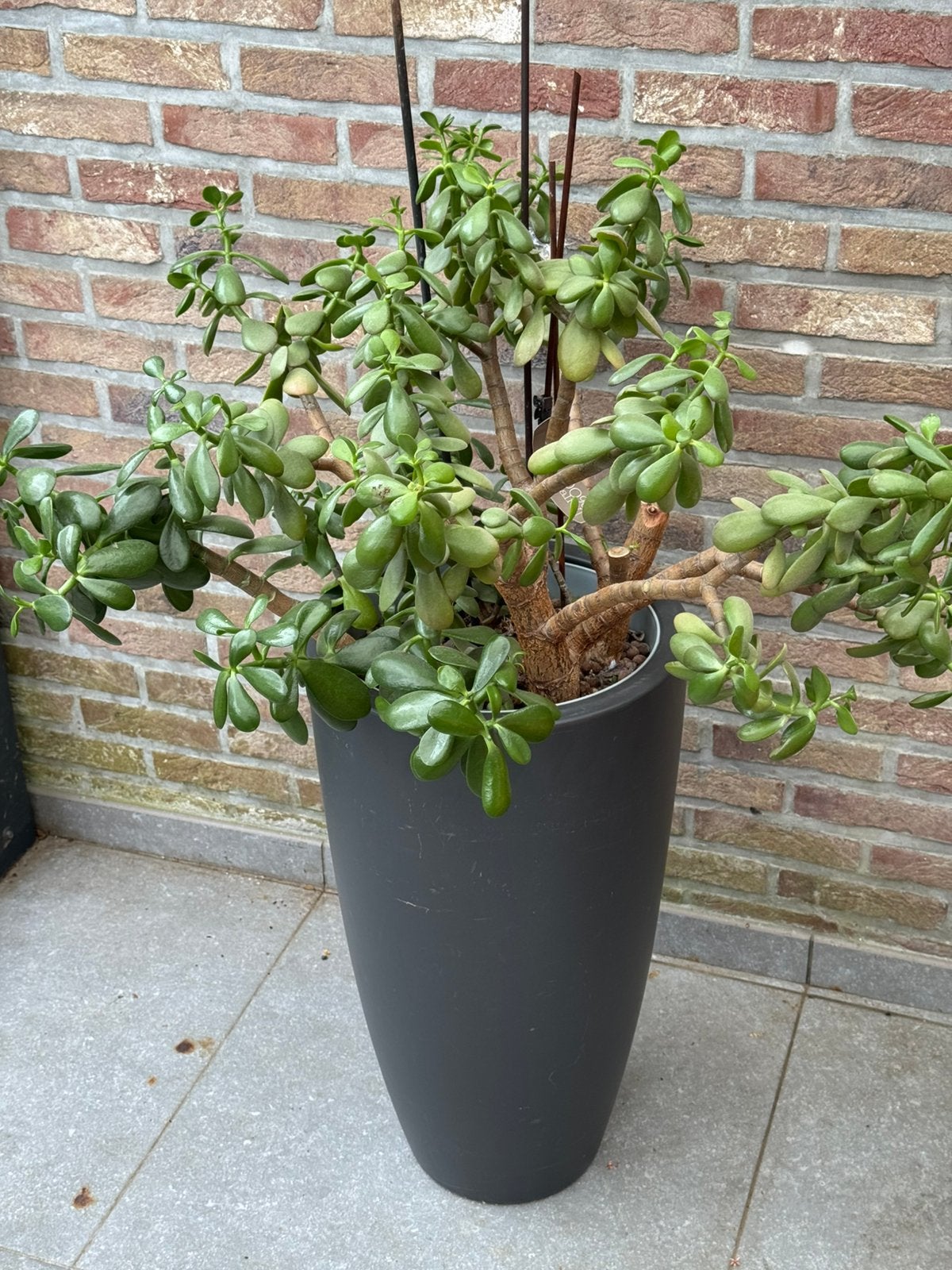 Crassula ovata of Jadeplant 70 cm hoog, Jardin & Terrasse, Plantes | Jardin, Enlèvement