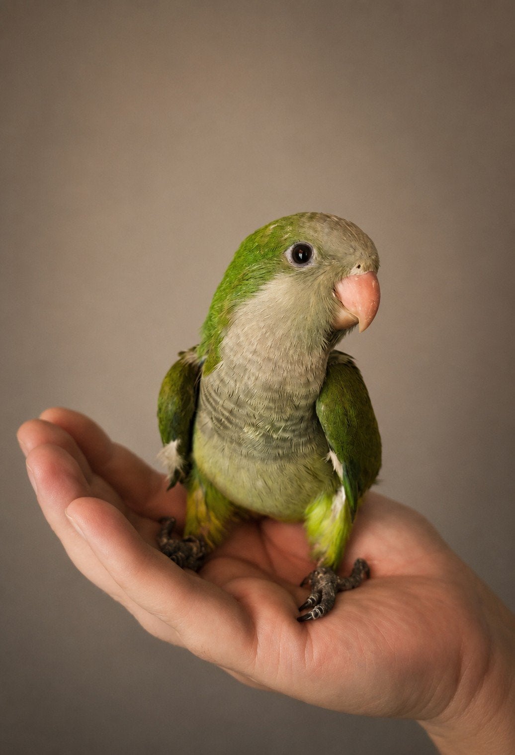 Belle souris apprivoisée, perruche, homme, vert 2026, Mâle, Perruche, Parleur