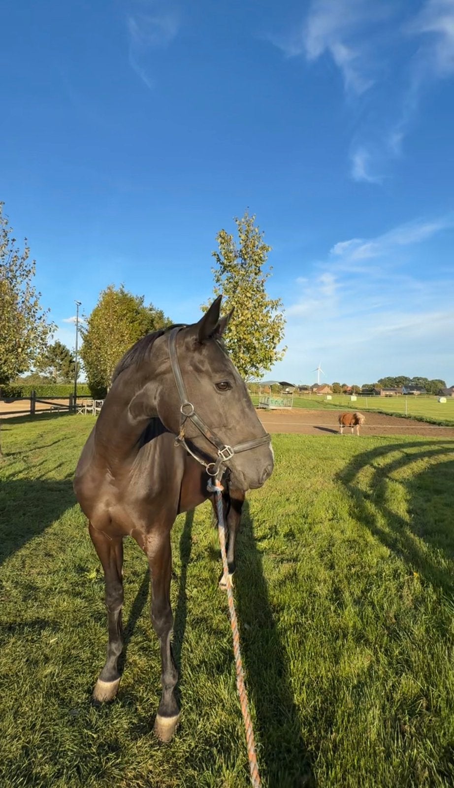 te koop: Ciana 6 jarige merrie, B, Avec pedigree, 165 à 170 cm, Cheval de saut