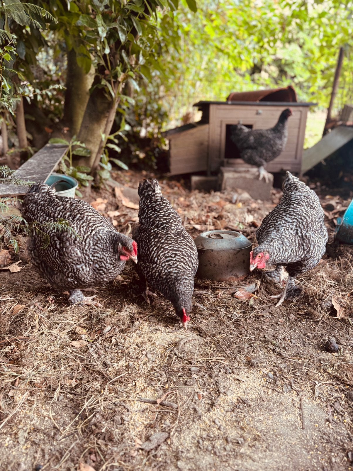 2 Mechelse koekoek hennen, Dieren en Toebehoren, Vrouwelijk, Kip