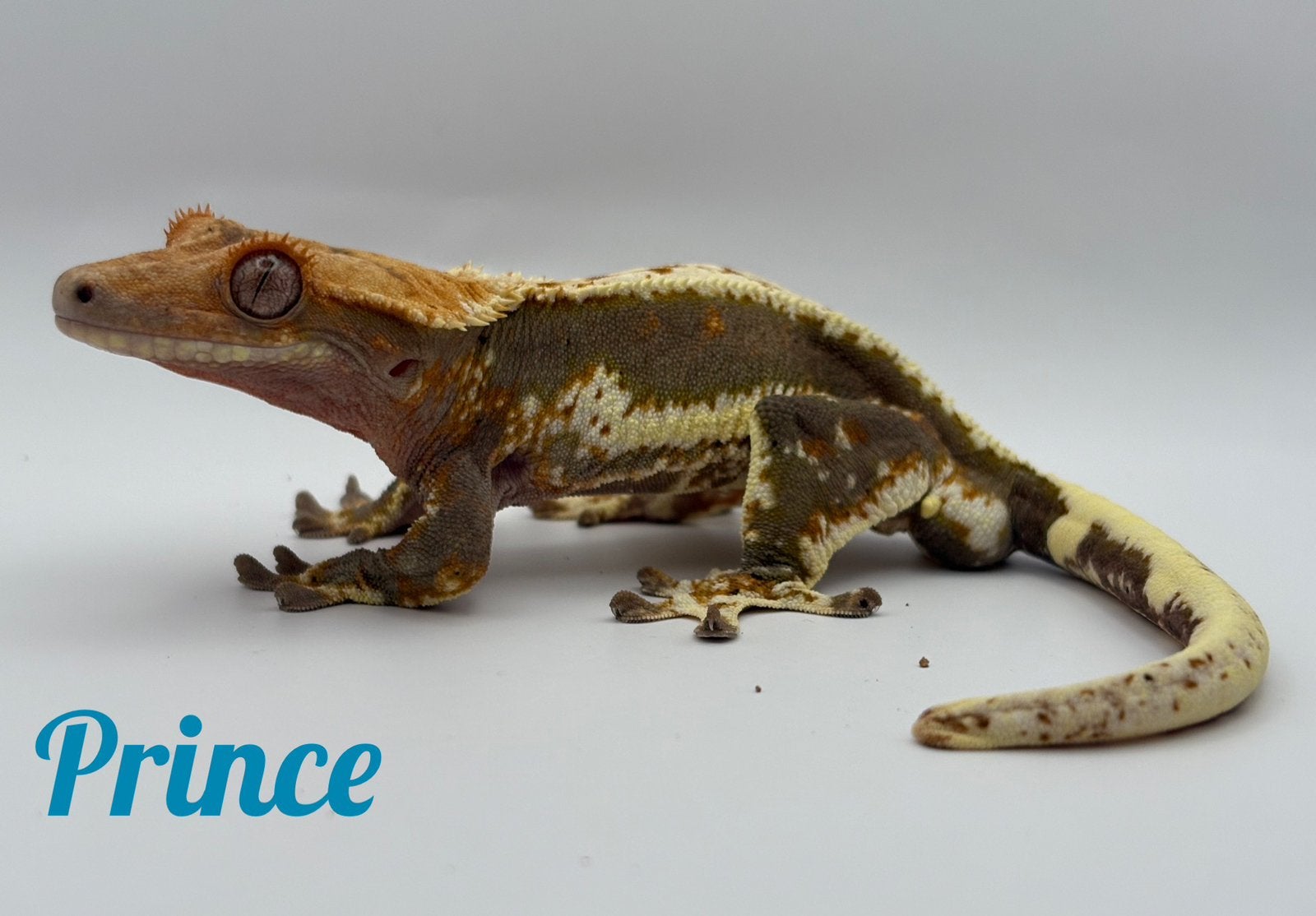 Wimpergekko mannetje RTB, LW, Overige soorten, 3 tot 6 jaar