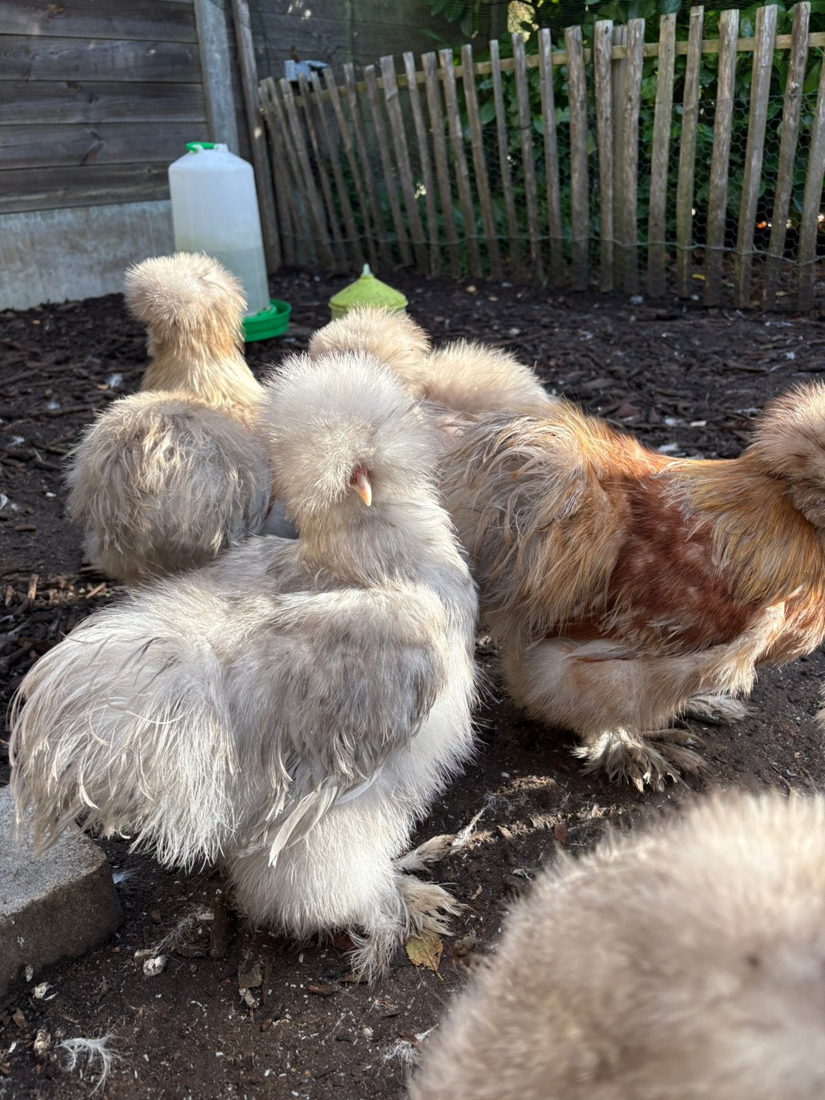 Usa zijdehoen hennen, Dieren en Toebehoren