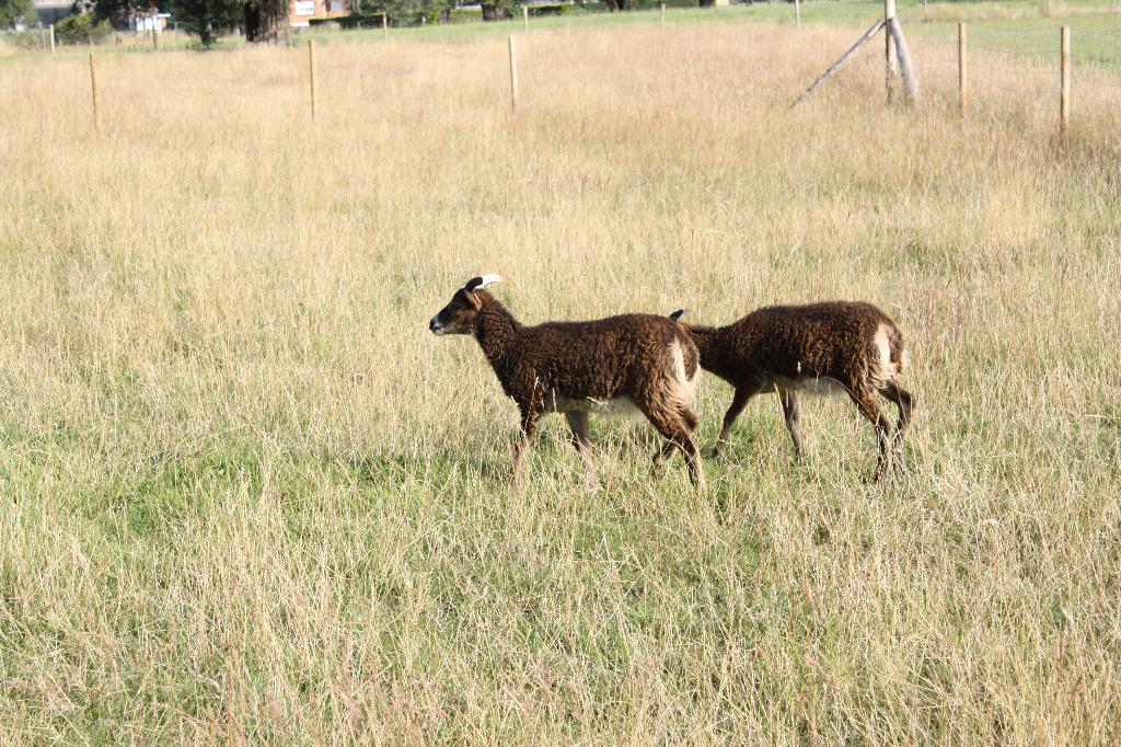 Jeunes béliers soay - pour eco-pâturage, Animaux & Accessoires, Mâle, Mouton, 0 à 2 ans