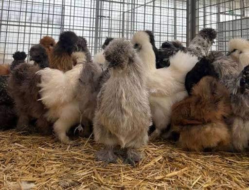 sierkippen, Dieren en Toebehoren, Kip