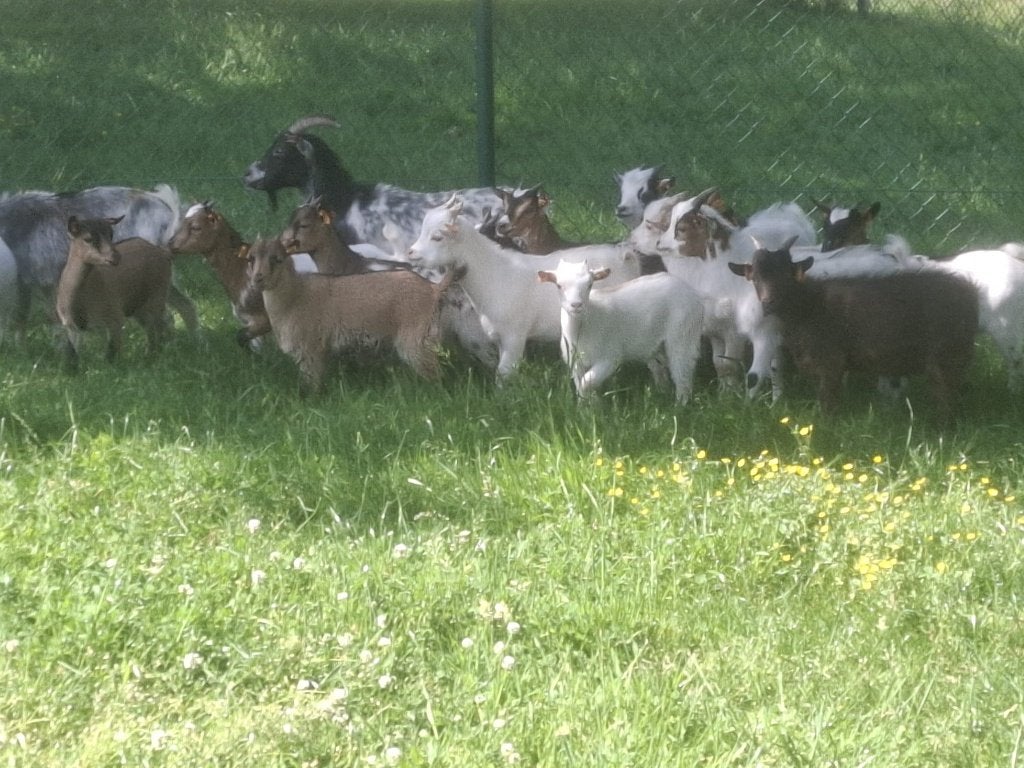 dwerggeitjes dwerggeit geiten lammetjes in vele kleuren