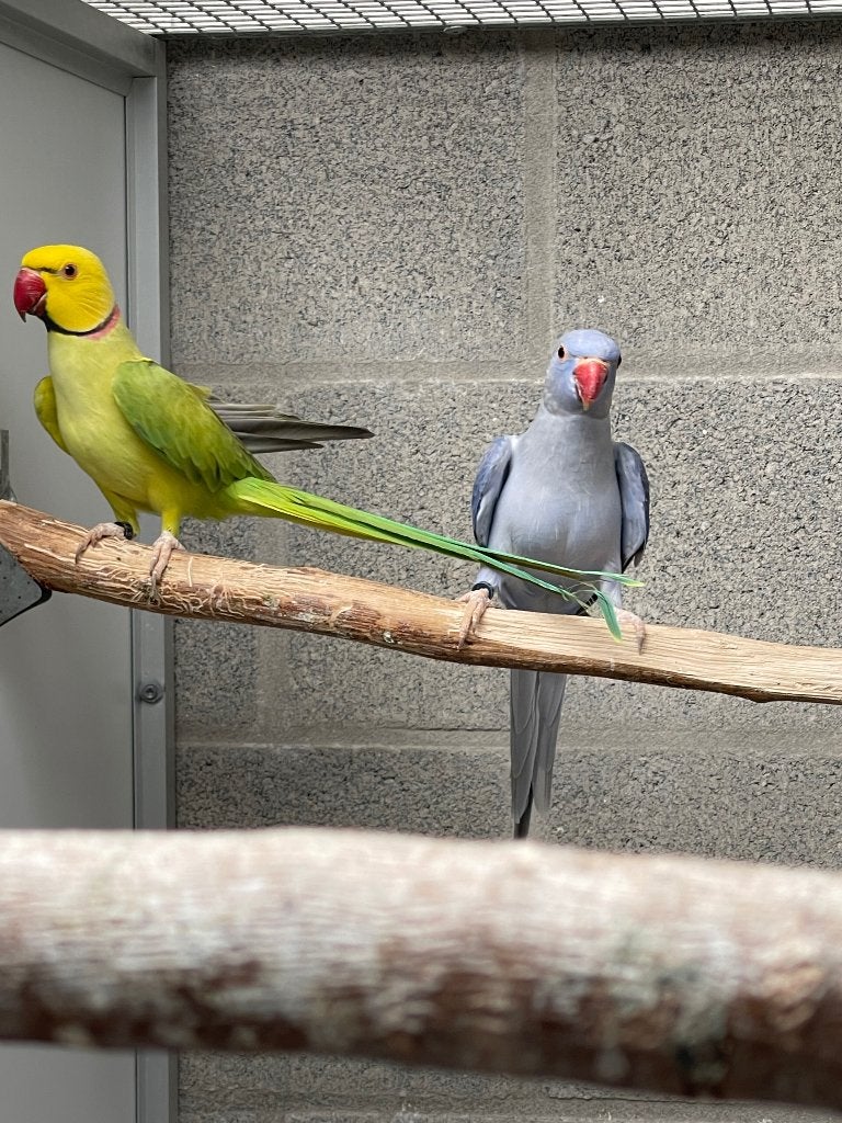 Halsbandparkiet, Dieren en Toebehoren