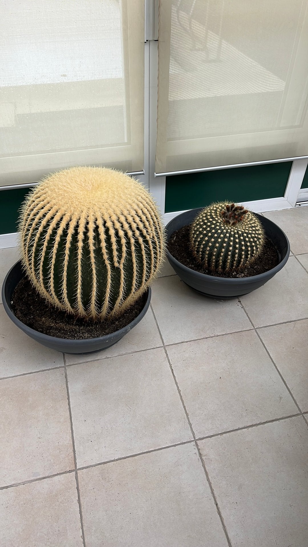 2 grote cactussen, Ophalen