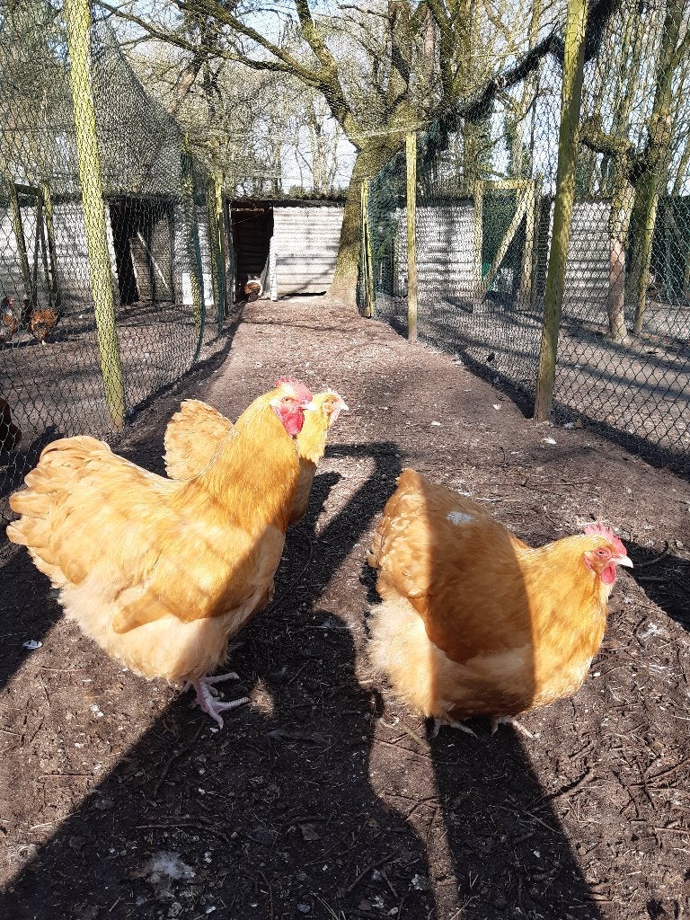 orpington buff broedeieren, Geslacht onbekend, Kip
