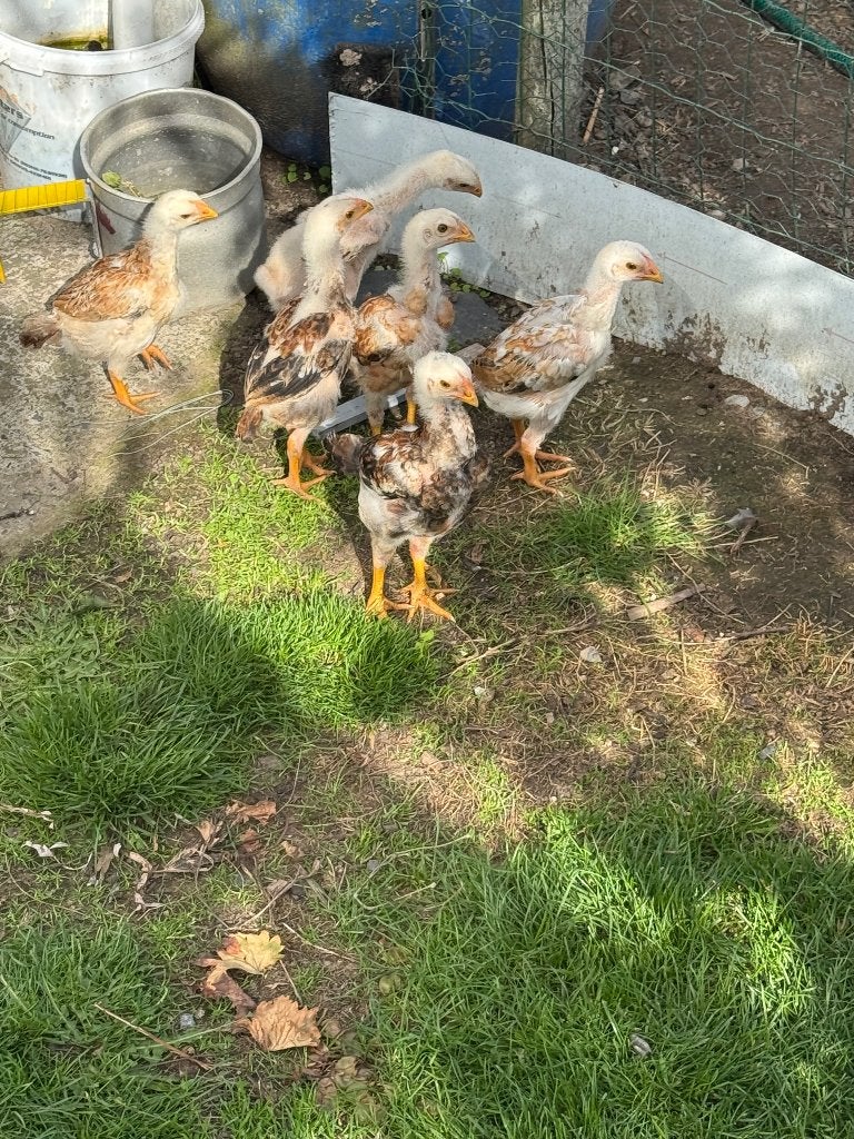 maleierkuikens 5 weken oud, Dieren en Toebehoren, Geslacht onbekend, Kip