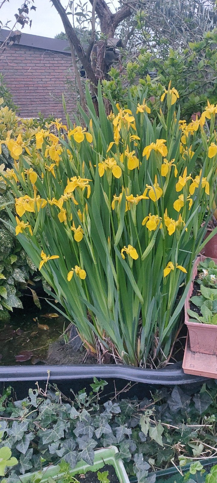 vijverplant met gele bloemen GRATIS, Jardin & Terrasse, Enlèvement ou Envoi