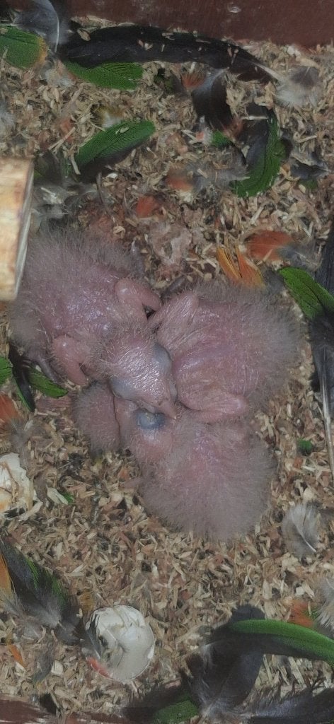 4 zwartkop caique's, Geslacht onbekend, Parkiet, Geringd