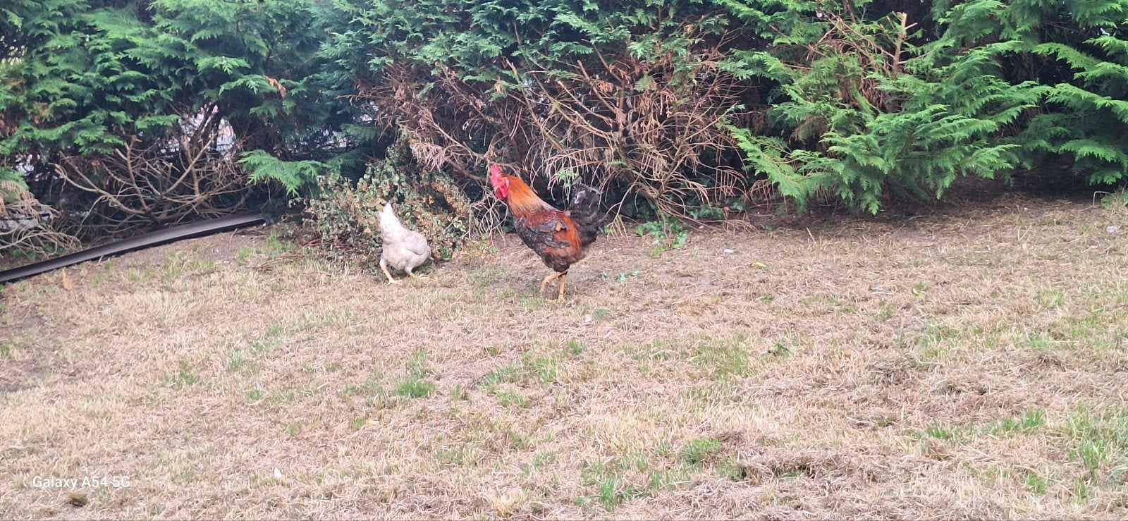 Haan, Dieren en Toebehoren, Mannelijk, Kip