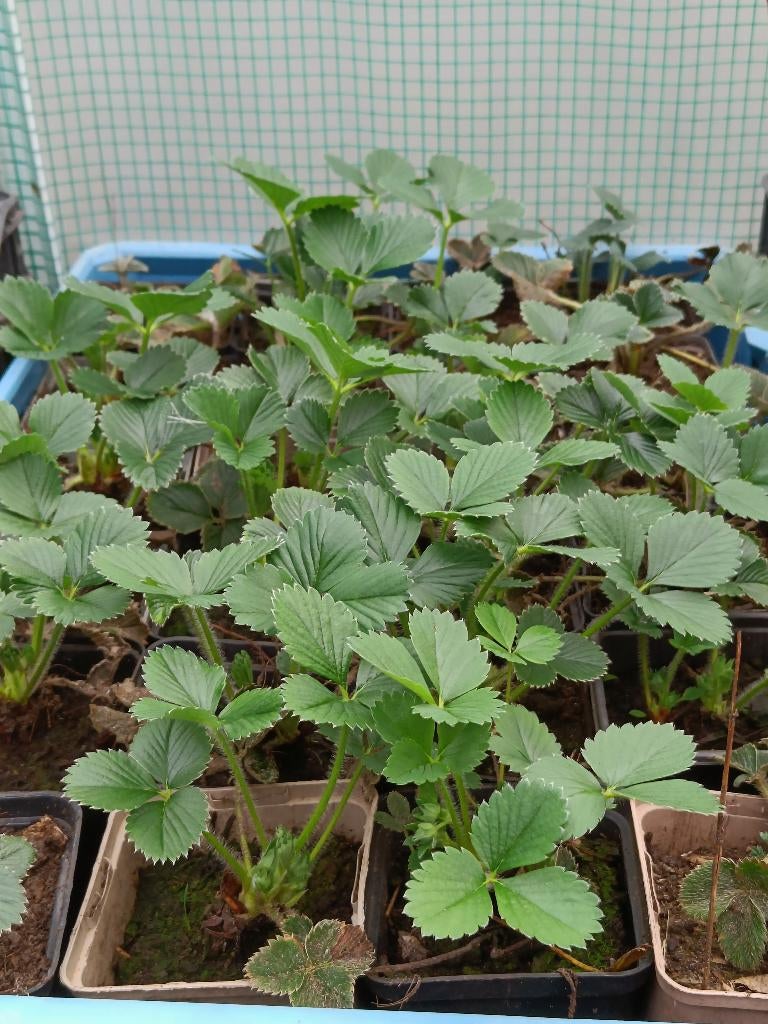 Aardbei planten, Tuin en Terras, Planten | Tuinplanten, Ophalen, Volle zon, Vaste plant, Fruitplanten