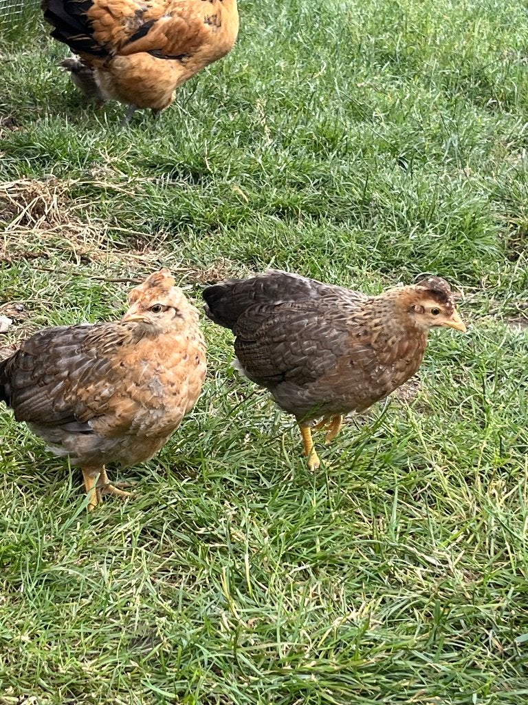 Kuikens Cream legbar, Dieren en Toebehoren, Pluimvee, Meerdere dieren, Kip
