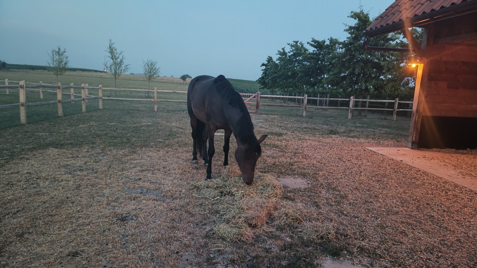 6-jarige merrie onbeleerd, Dieren en Toebehoren, Paarden, Merrie, Onbeleerd, Minder dan 160 cm, 3 tot 6 jaar