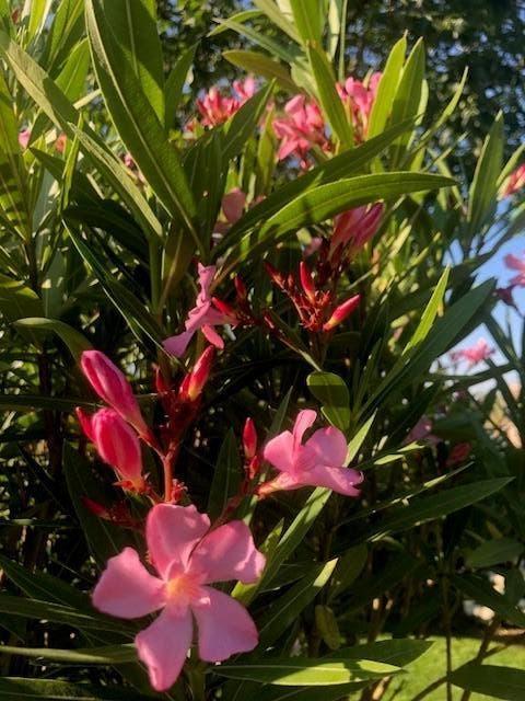 Oleander125.00€, Tuin en Terras, Planten | Tuinplanten, Ophalen, Vaste plant, Volle zon