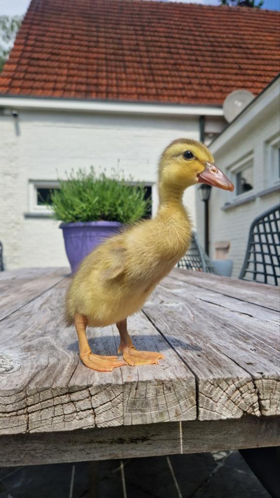 Tamme indische loopeend pullen, Dieren en Toebehoren