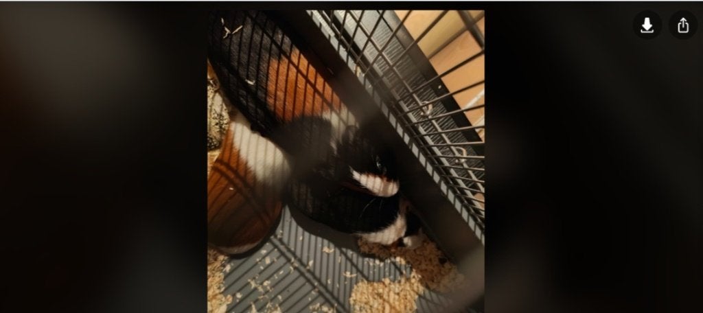 Cavia, Dieren en Toebehoren, Cavia, Februari, Geslacht onbekend, Tam