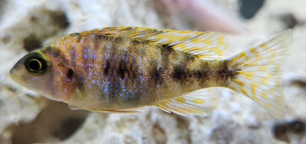 Cichlidés du Malawi tachetés rouges Aulonocara, Animaux & Accessoires, Poisson, Poisson d'eau douce