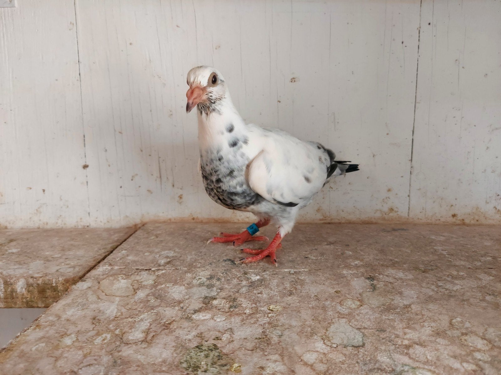 jonge duif 2026, Sexe inconnu, Pigeon voyageur