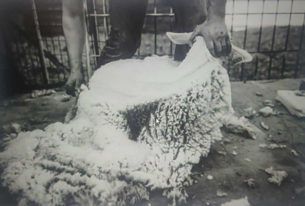 tondeur moutons, Enlèvement
