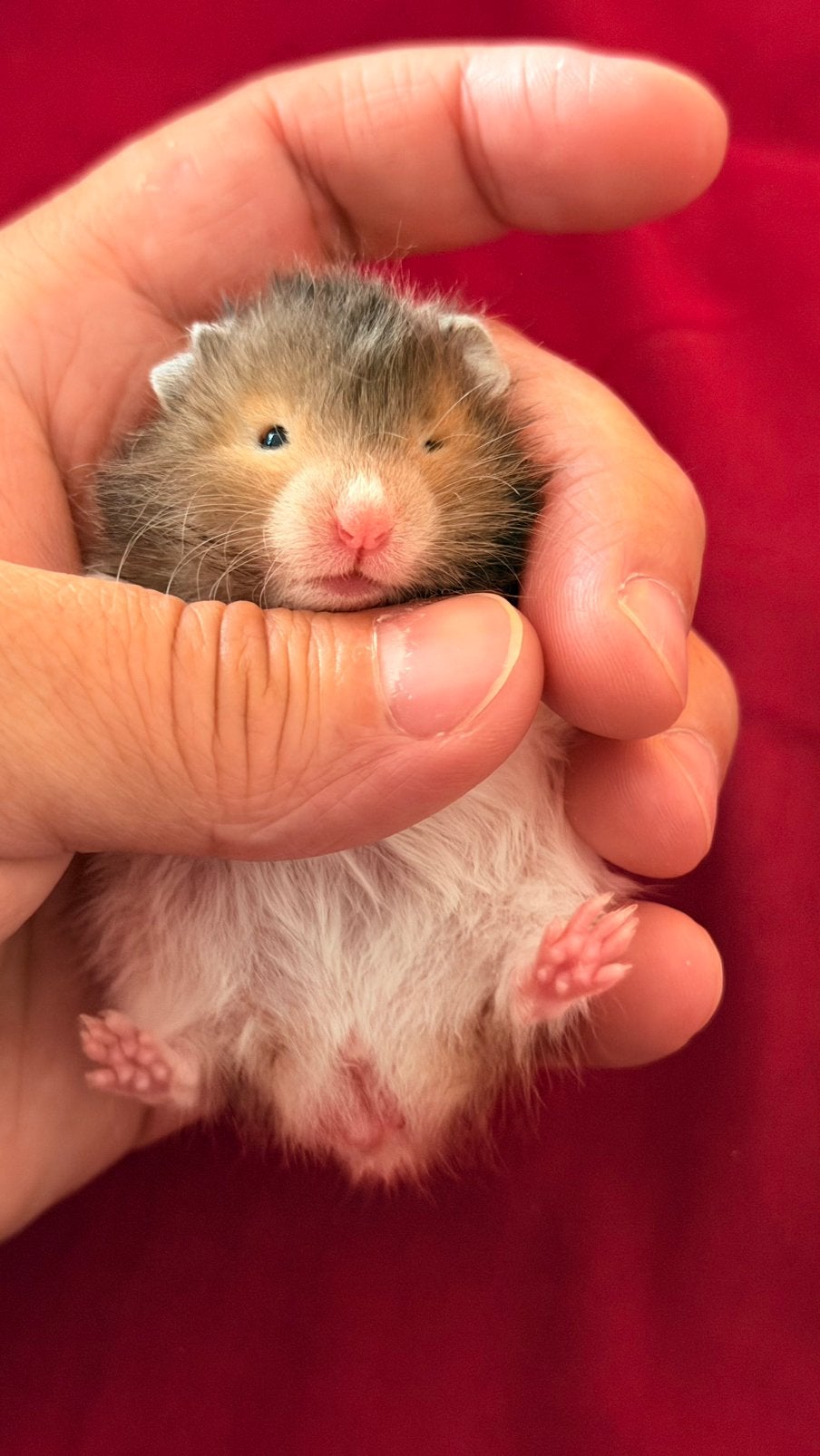 Hamster doré (syrien) à poil long,  + cage complète, Hamster, Mâle, Domestique, Juillet