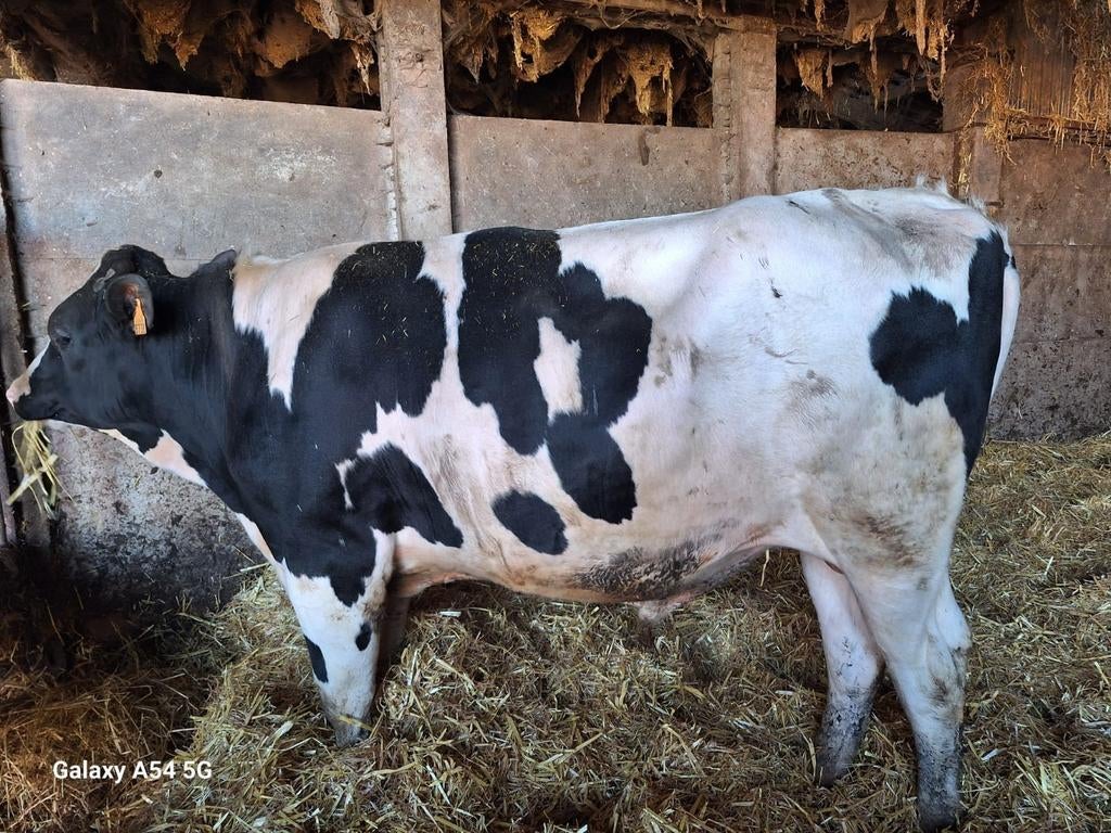 Holstein dekstier, Dieren en Toebehoren, Mannelijk, 0 tot 2 jaar