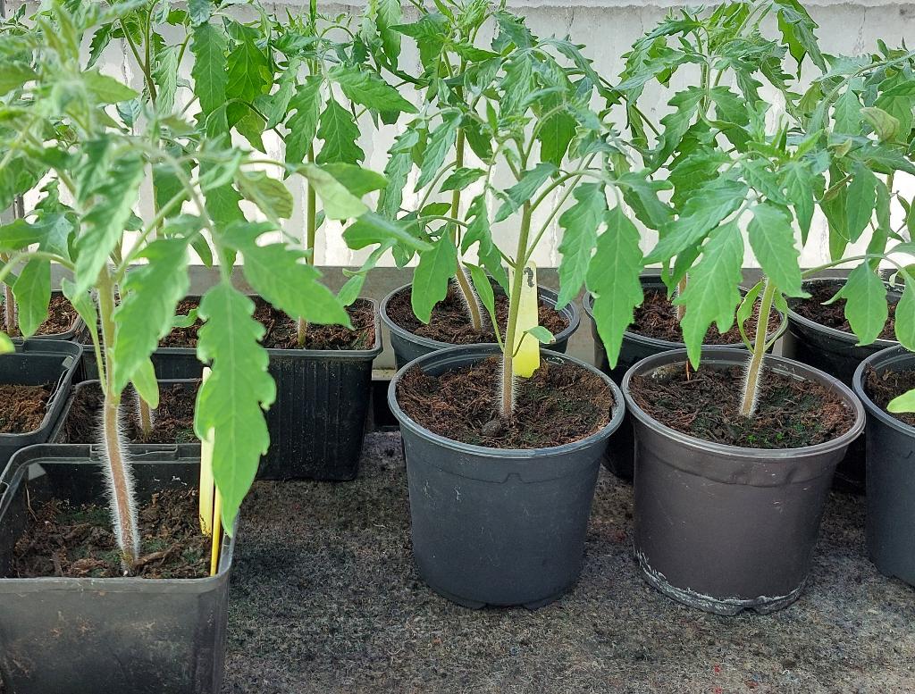 Tomatenplanten Coeur De Boeuf, Ophalen