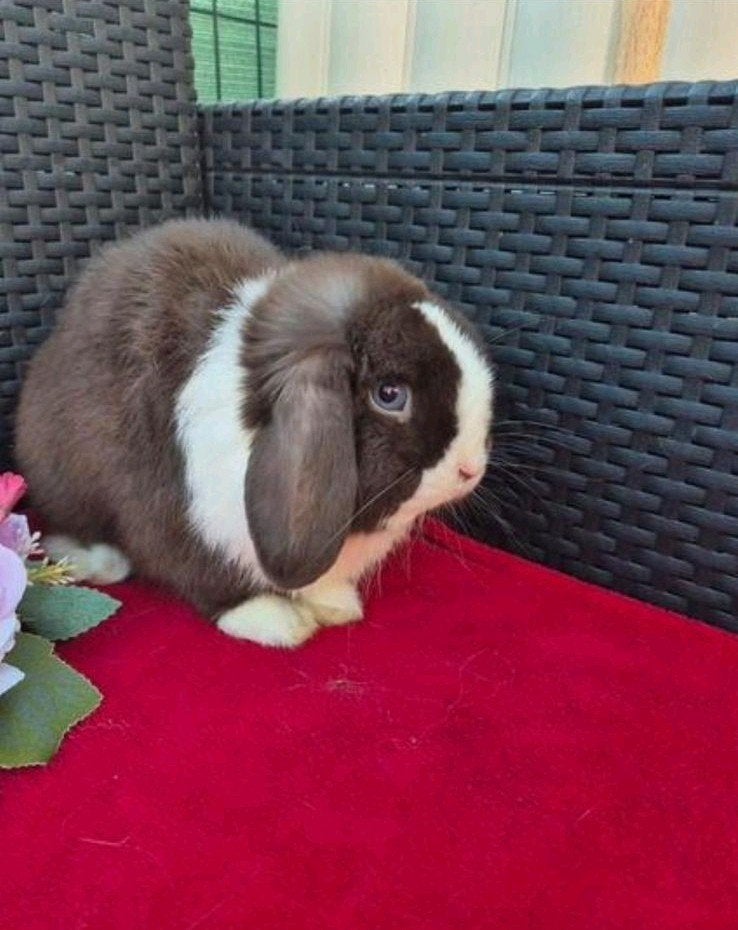 Super knappe choco split BO Minilop ram met stamboom, Mâle, Nain, Oreilles tombantes, 0 à 2 ans