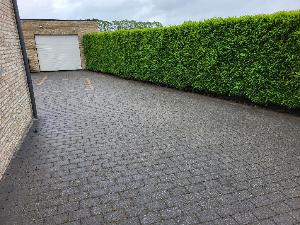 Gratis spaanse laurierhaag 2,2m hoog, Ophalen, Laurier, Haag, 100 tot 250 cm