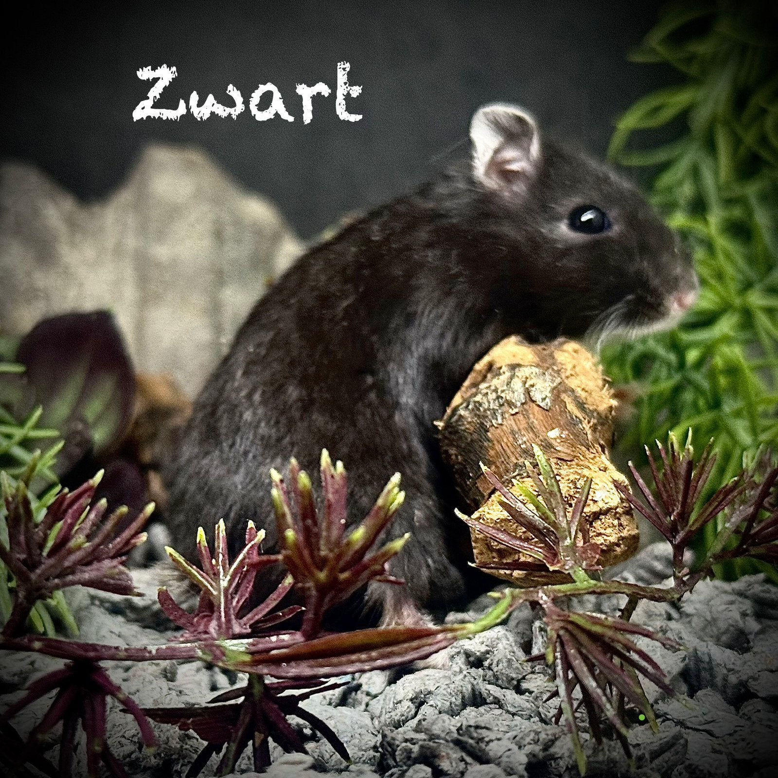 Prachtige alleschattigste Troetelhamstertjes (4-8 weken), Animaux & Accessoires, Rongeurs, Hamster, Juin, Domestique, Plusieurs animaux