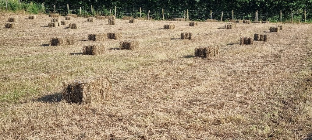 Kleine balen hooi te koop, Dieren en Toebehoren, Ophalen