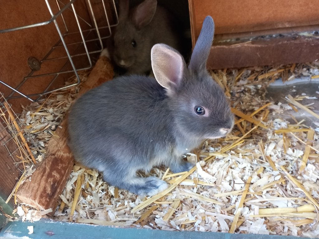 Dwergkonijn, Dieren en Toebehoren, Mannelijk, Dwerg
