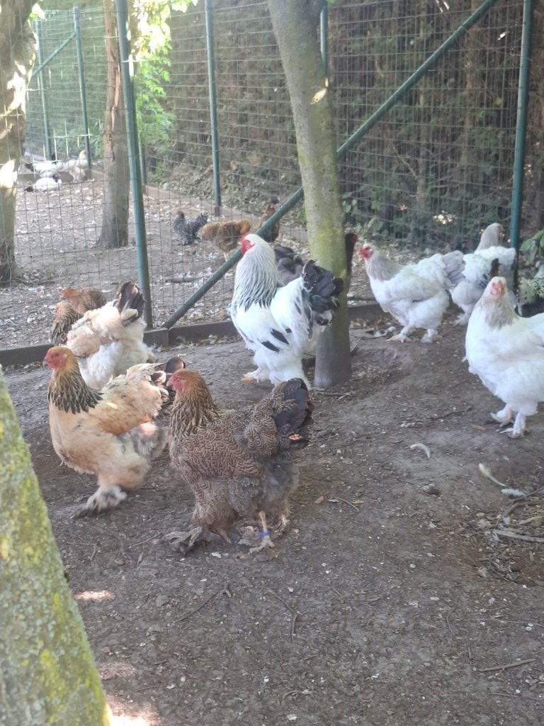 Brahma, Dieren en Toebehoren, Pluimvee, Meerdere dieren, Kip