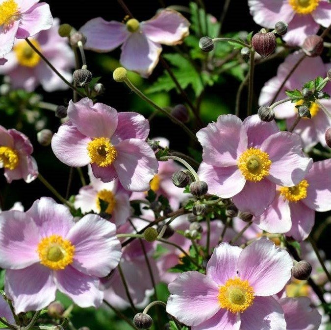 Anemone , Asters enz, Ophalen, Vaste plant