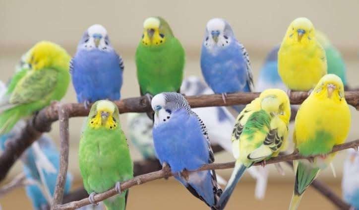 Parkieten (€5/stuk), Dieren en Toebehoren, Meerdere dieren, Parkiet