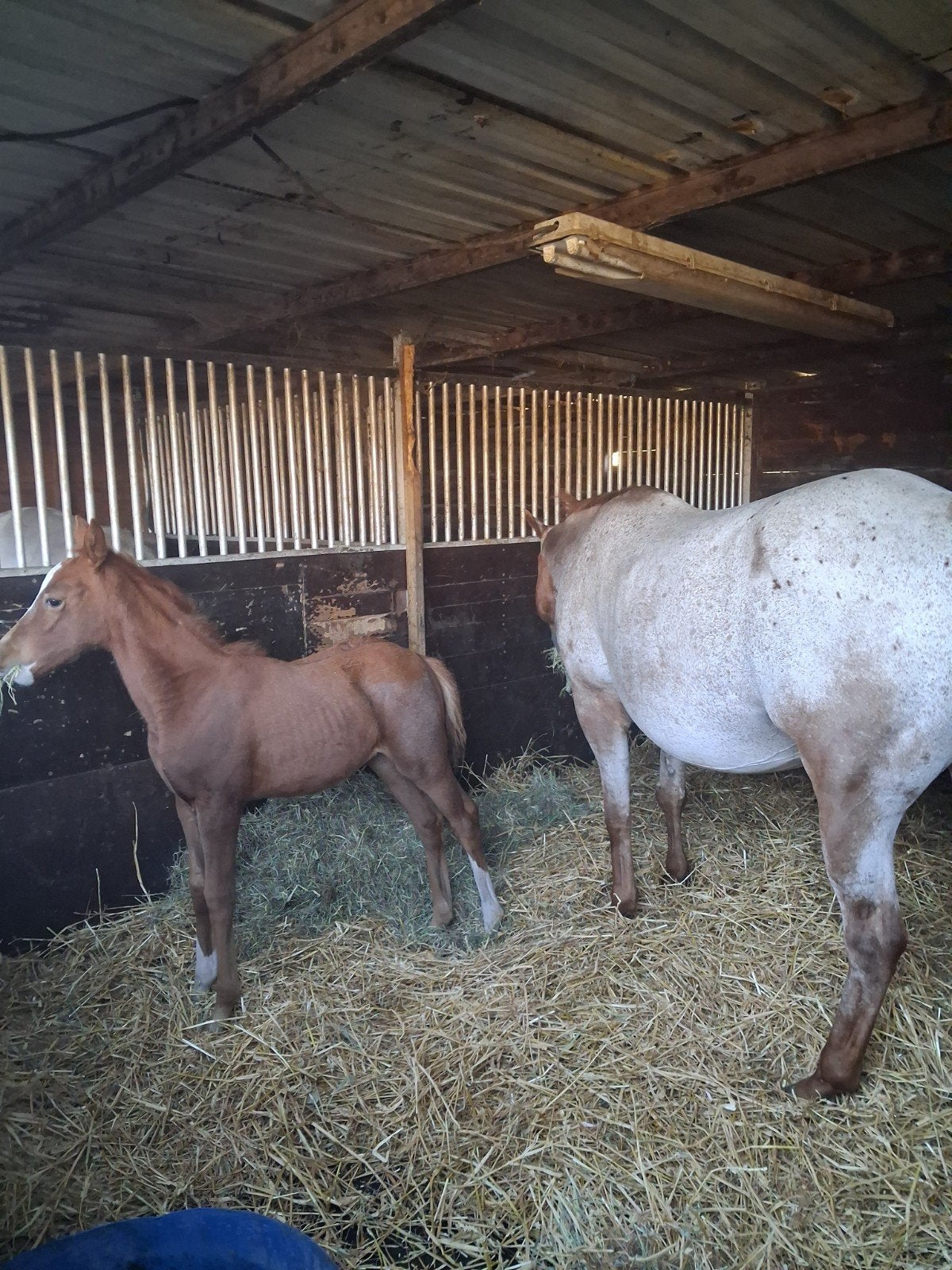 quarter appaloosa merrie. 13jaar .fokmerrie, Dieren en Toebehoren, Merrie, Gechipt