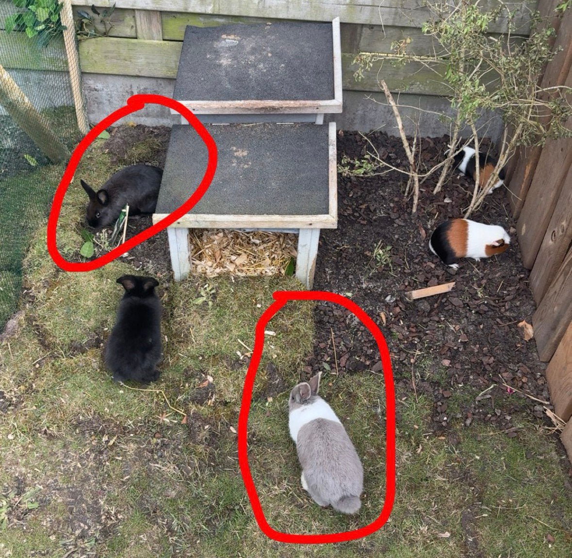 2 lapins à vendre, Décembre, Domestique, Autres types, Femelle
