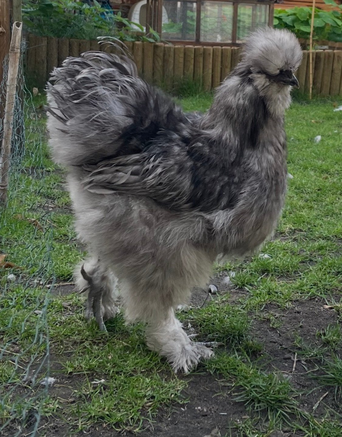Zijdehoen haan, Dieren en Toebehoren