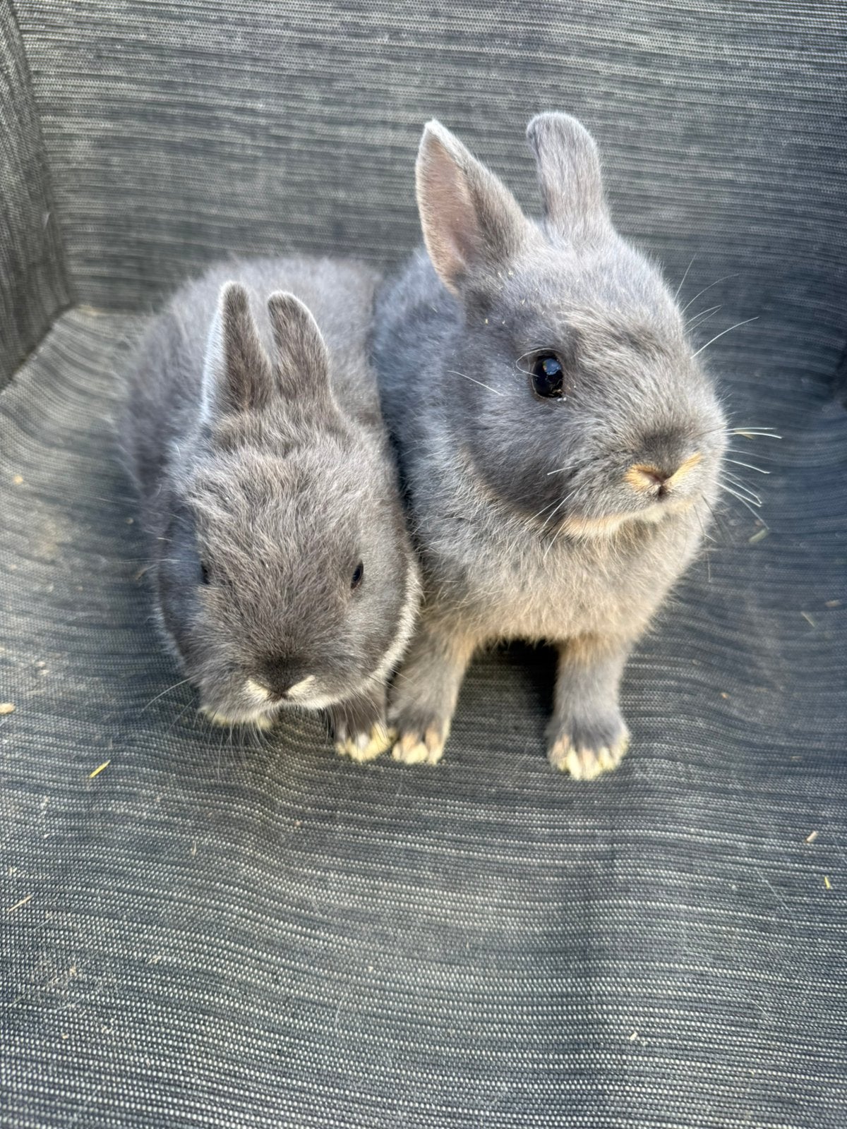 2 kleurdwerg rammetjes, Dieren en Toebehoren, Konijnen, Mannelijk, Dwerg, 0 tot 2 jaar
