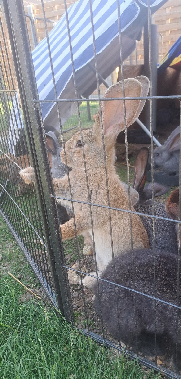 Vlaamse reuzen, Dieren en Toebehoren