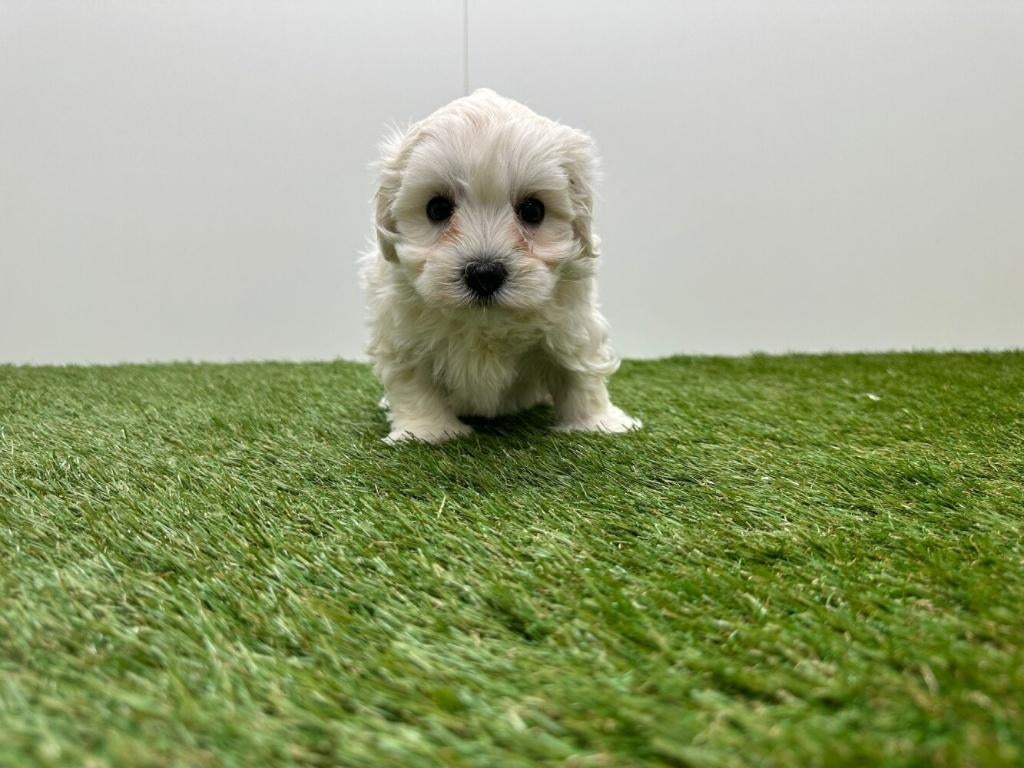Nestje Maltezer pups, Parvo, België, Maltezer, 8 tot 15 weken