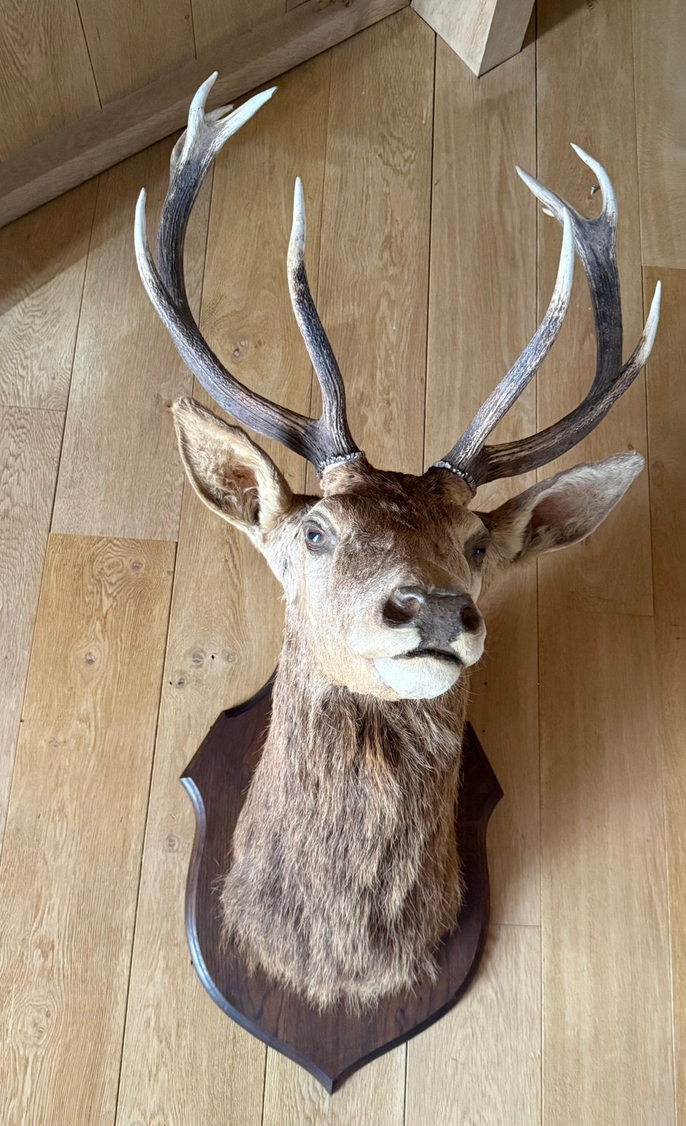 Grotere HERTEKOP met mooi vol gewei / taxidermie, Ophalen, Gebruikt, Hert, Gewei of Kop