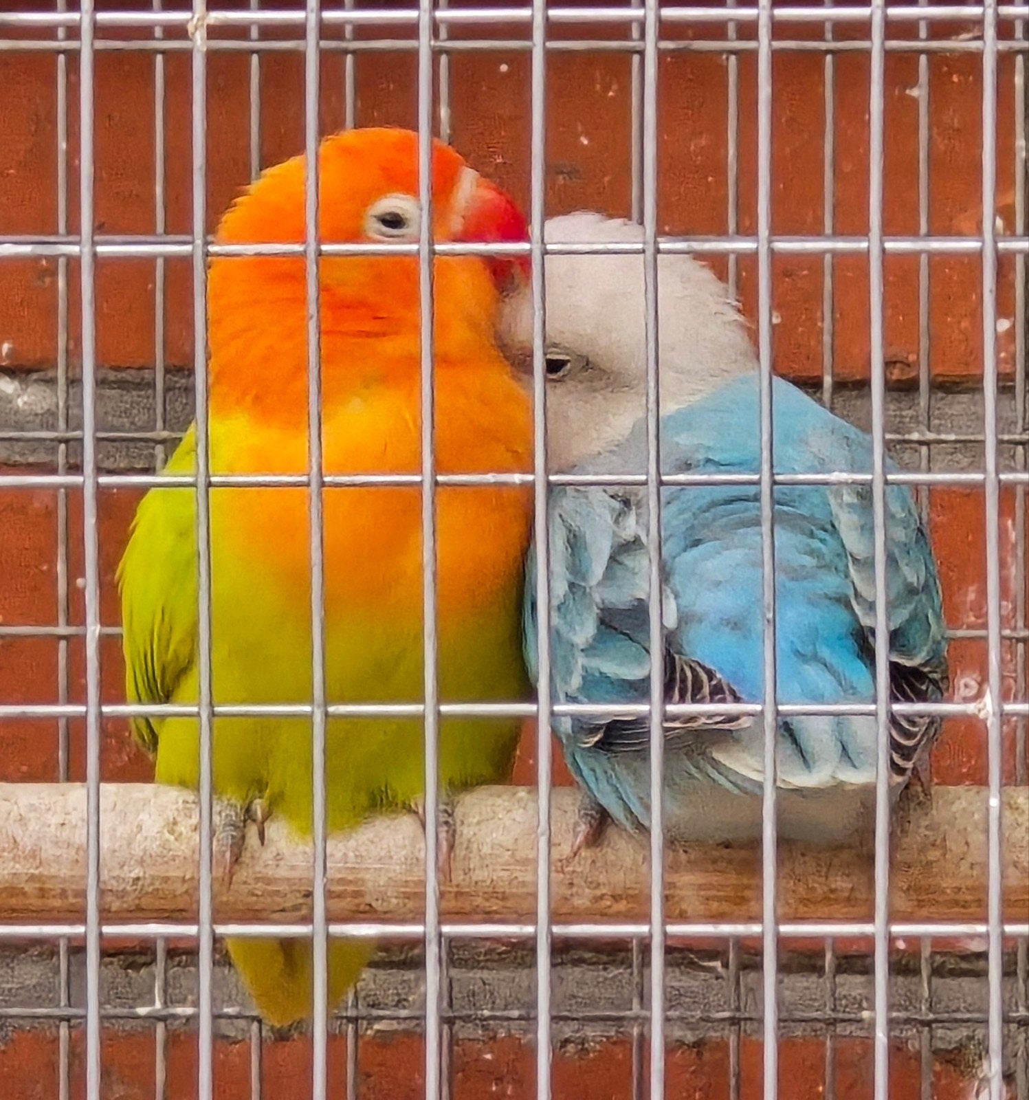 Fischerikoppel 2026, Plusieurs animaux, Perroquet nain ou Inséparable, Bagué